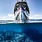 axopar-37-sun-top-g05-underwater-bow